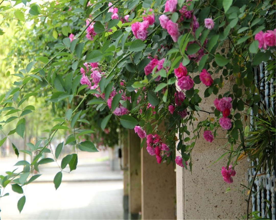 蔷薇花春季怎么养护,蔷薇花的养护和施肥方法