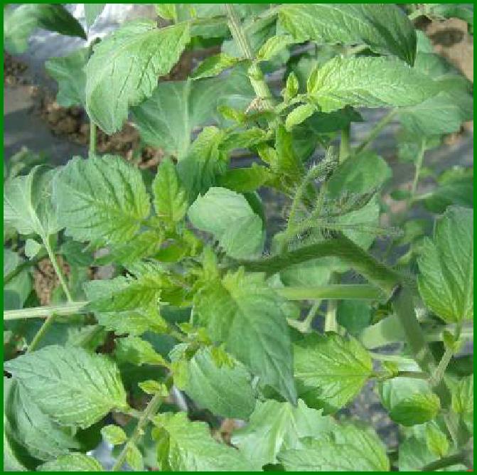 西红柿转色慢怎么解决,西红柿转色的最佳温度