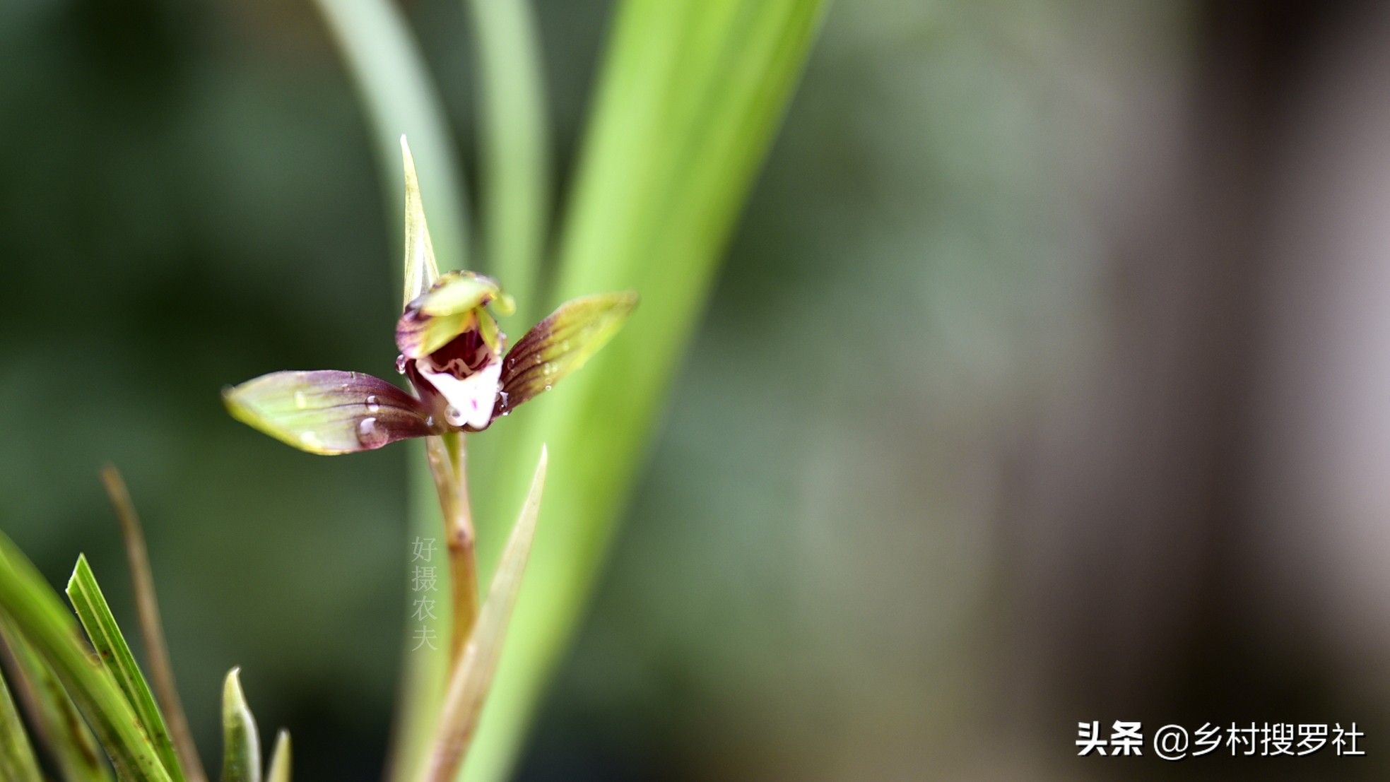 养兰怎么样才能走向成功之路,欢迎兰友交流探讨养兰知识