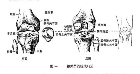 胖人怎么锻炼不伤膝盖,胖子运动怎么保护膝盖