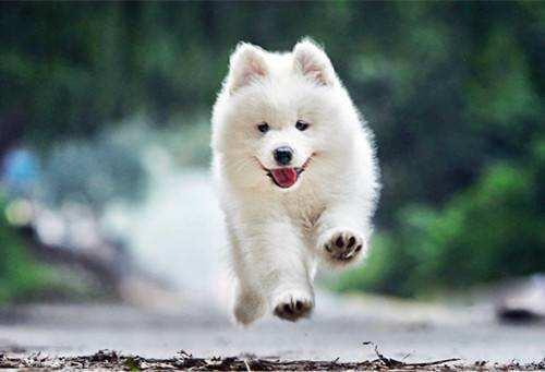 萨摩耶一喝水就咳嗽,萨摩耶咳嗽软便