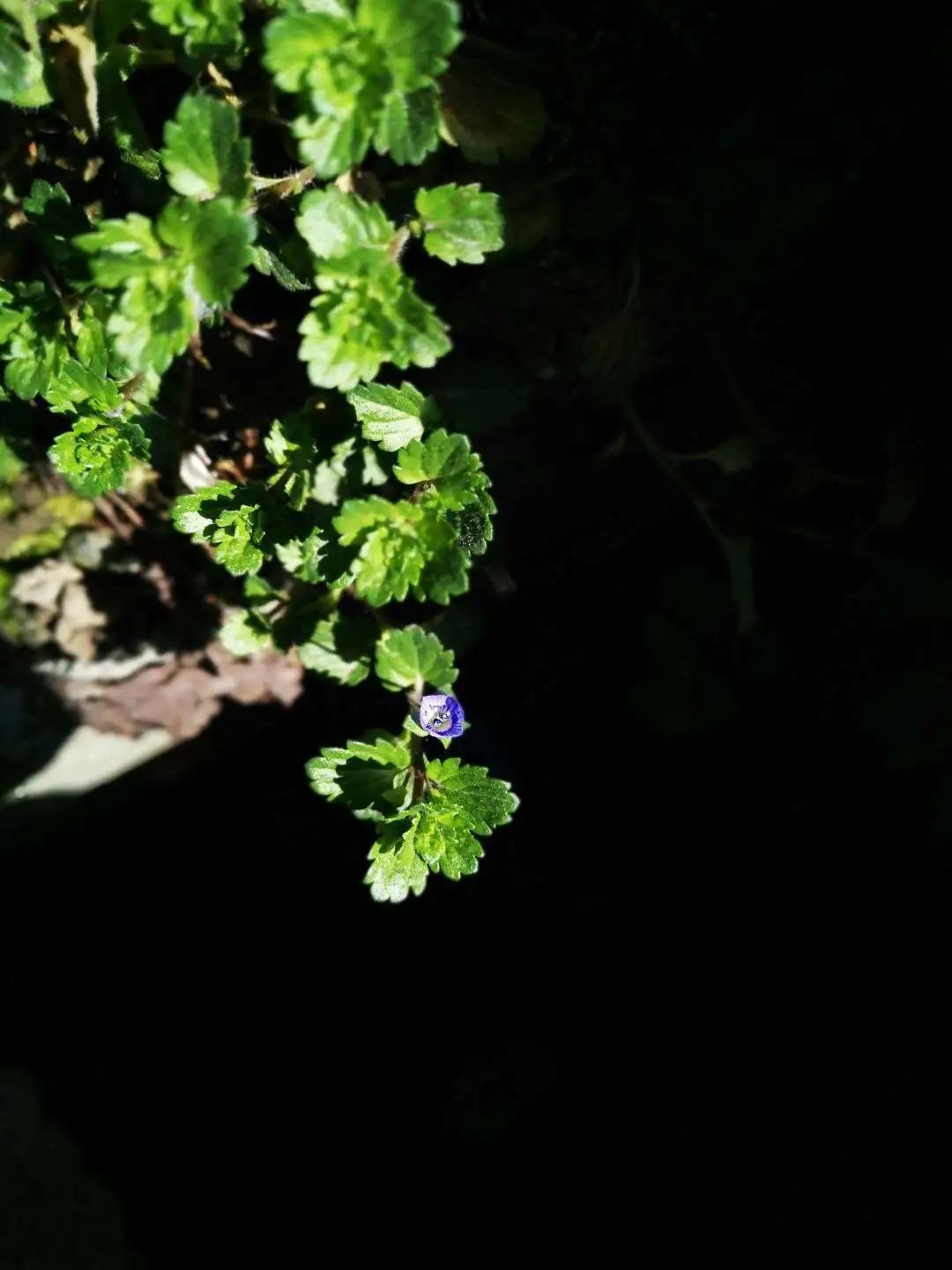 CBD里的Chloe、AmandaandKatharine,都在㳽到脑壳买农副产品