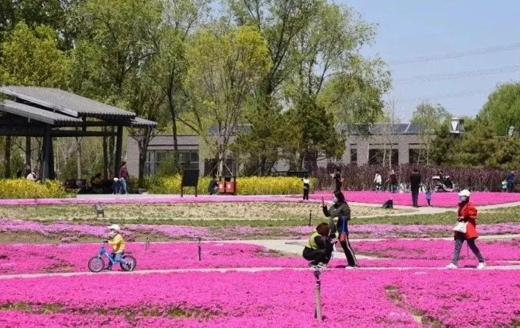北京五环最美花海,附近免费景点踏青网红打卡地