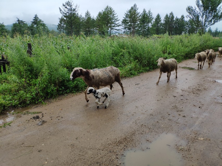 雨天羊最容易得什么病,羊群春天容易得什么病