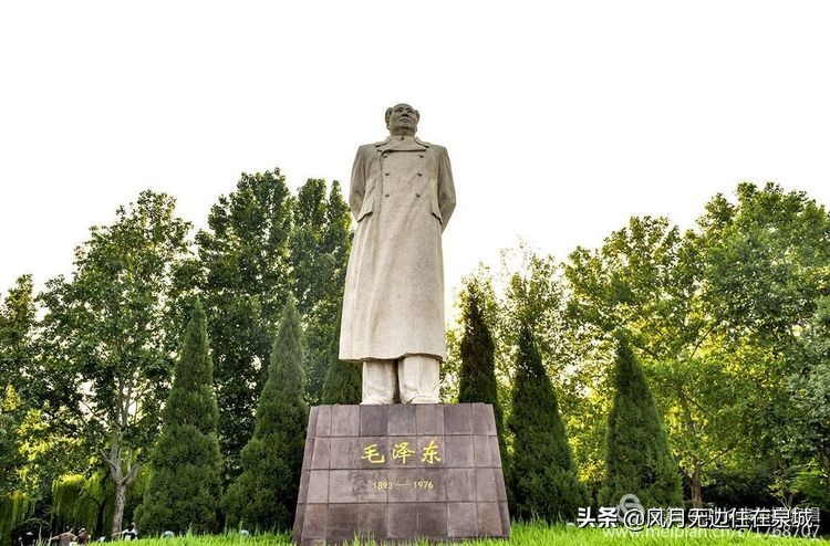 济南一颗梧桐树,济南的法国梧桐