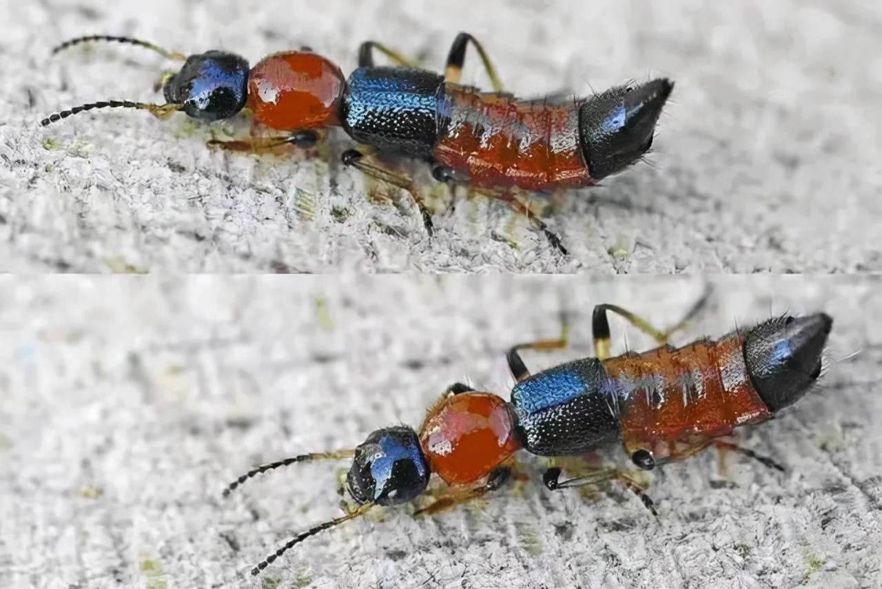 隐翅虫的毒性有多强,隐翅虫黑色的幼虫有毒吗