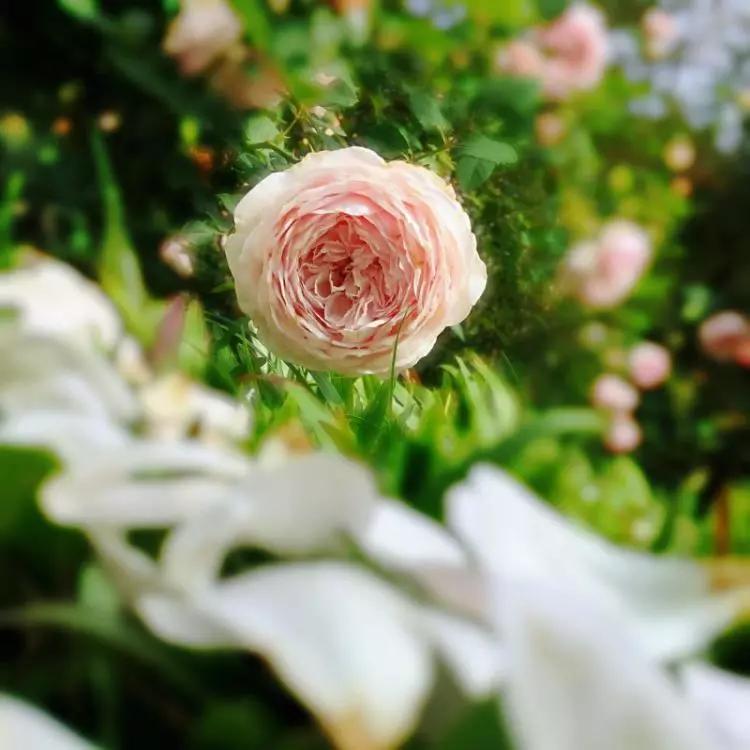 年宵花争奇斗艳价格亲民惹人爱,春节最流行的年宵花颜值高寓意好