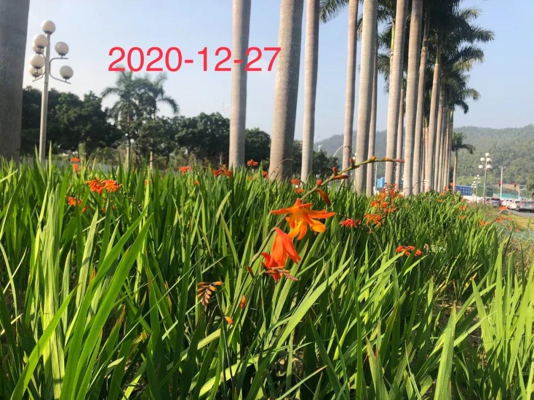 花园庭院设计花卉园艺,花园搭配的草类植物