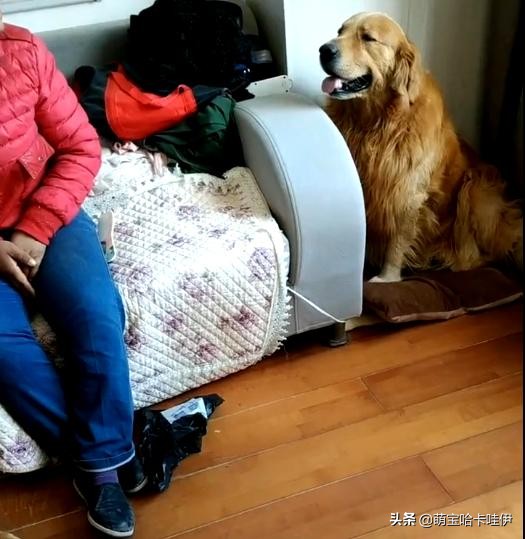 金毛频繁换主人,金毛被救下后开始了报恩