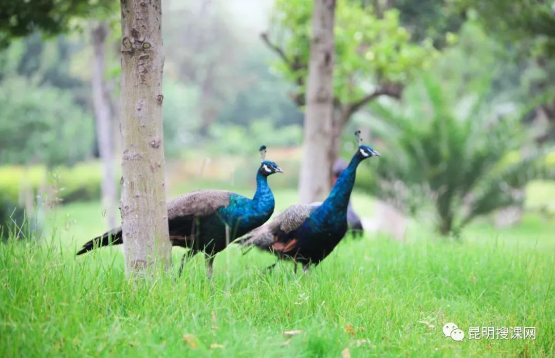 昆明市第十中学官网,昆明市第十中学求实校区2019级