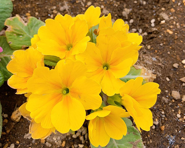 报春花怎么迎接春天,报春花怎么养才能开花