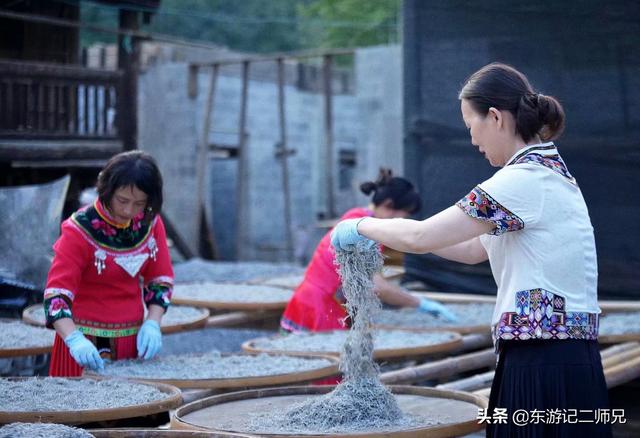 湖南永顺土家莓茶的功效与作用,张家界高档旅游特产土家莓茶