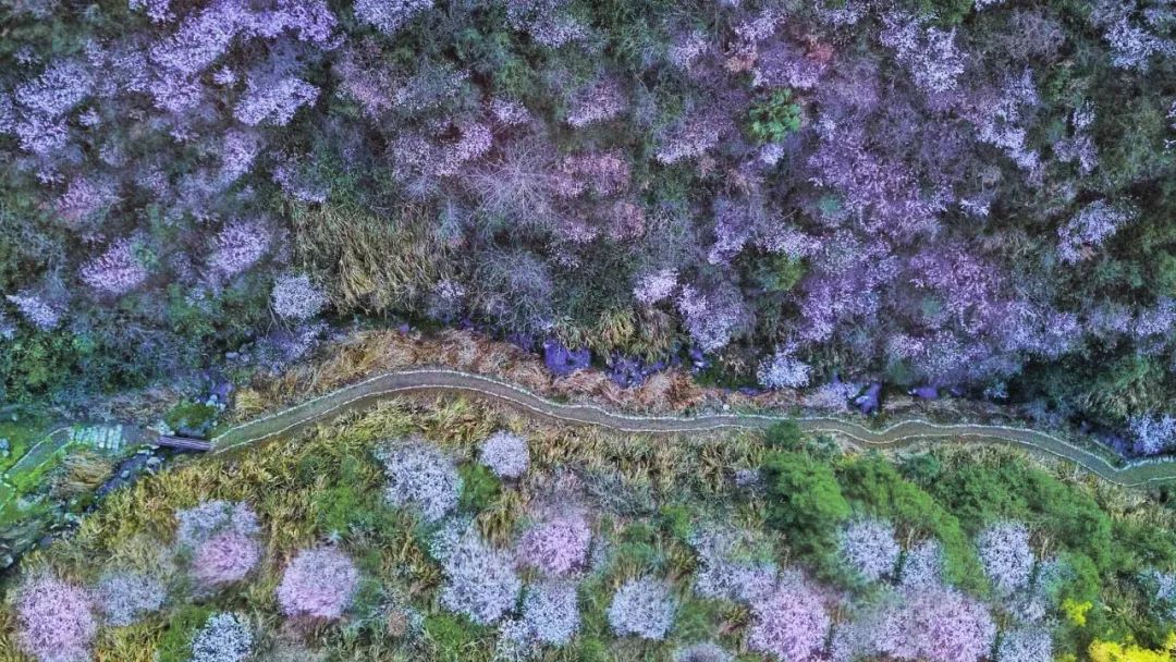 杭州大叔包下一座山谷造民宿,杭州高山樱花民宿