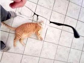 动物表情包沙雕魔性,沙雕动物爆笑瞬间表情包