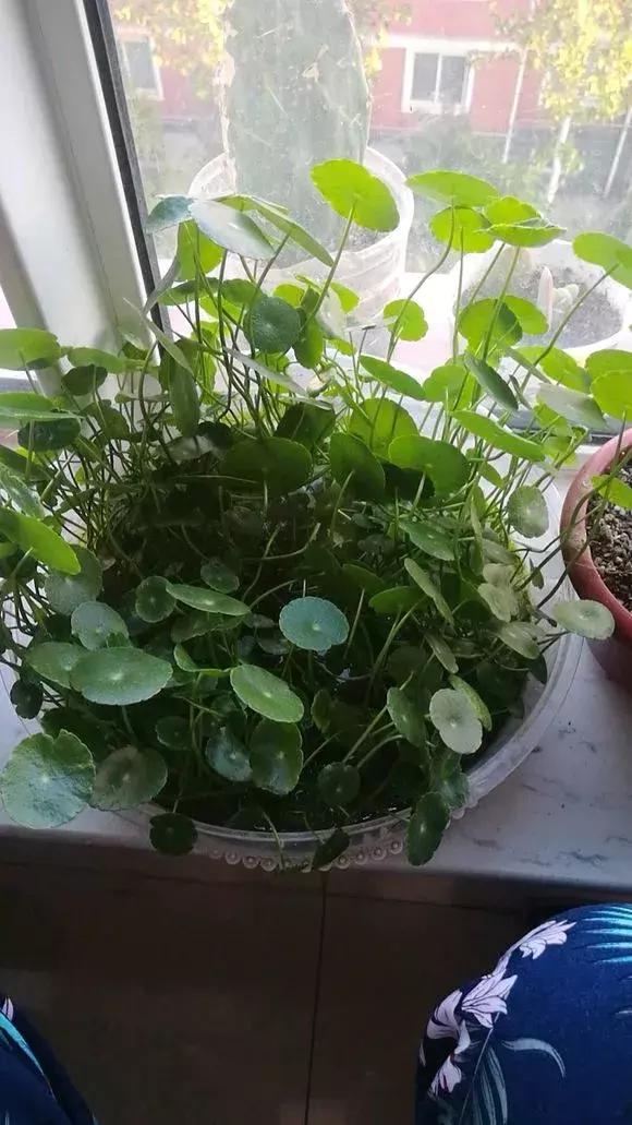 马蹄莲和铜钱草区别,半土半水铜钱草养护分享