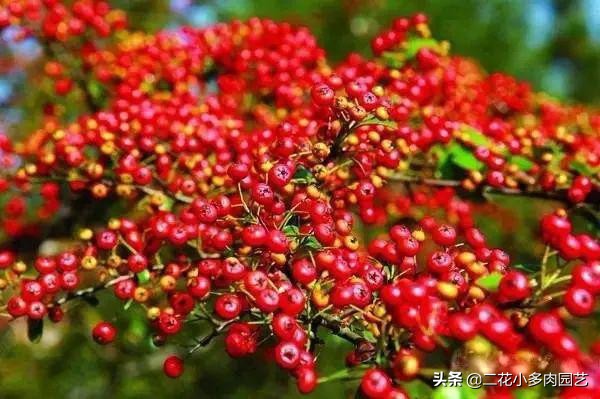 365种·常见花卉图谱，观果和多肉植物收藏篇