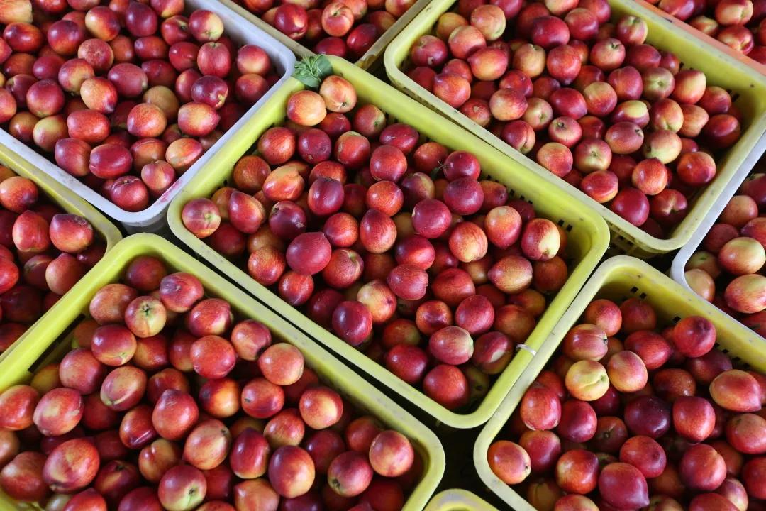 红红油桃挂枝头,这个五月“桃”你欢心