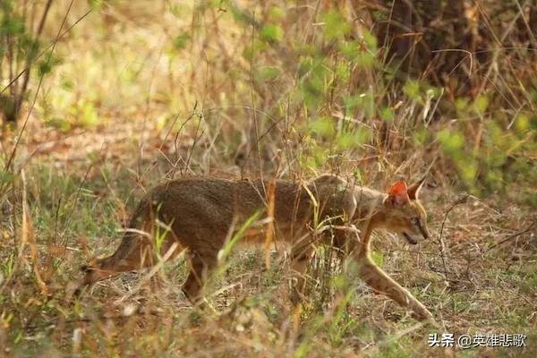为什么猫见了狸猫会被吃,野狸子真是家猫的天敌吗