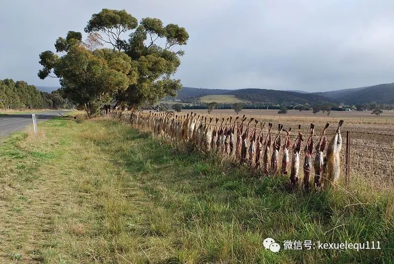 杀死一只兔子的预兆,杀死兔子的方法