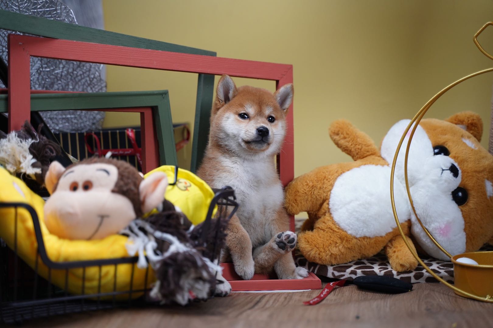 如何分辨小柴犬的纯种,小柴犬怎么辨别它的品相好不好