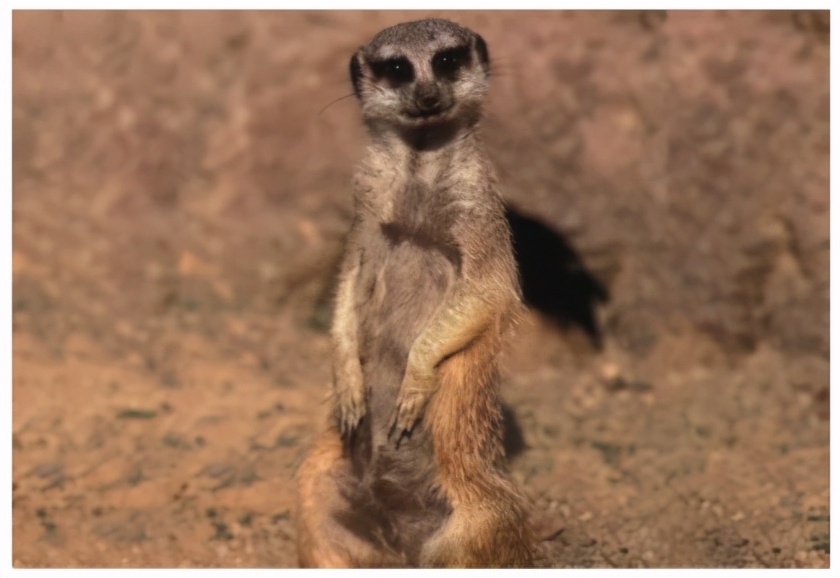 猫屎咖啡品种和价格,猫屎咖啡是什么价格