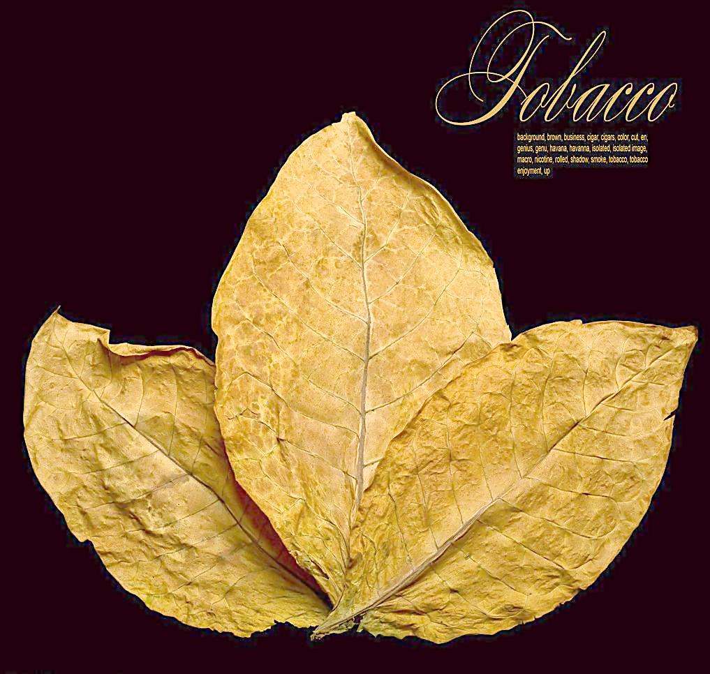 生产队种烟,生产队时代农民