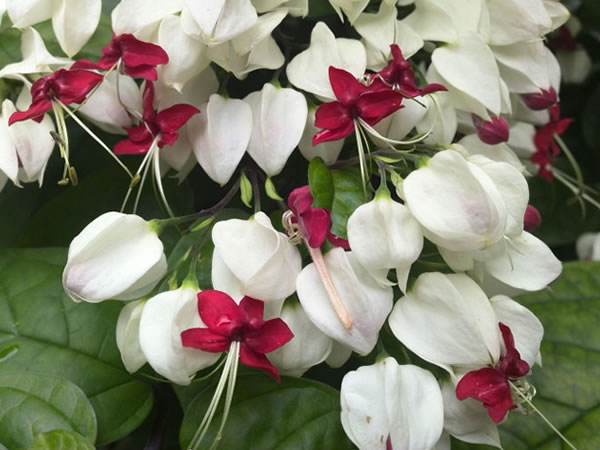 龙吐珠不发芽怎么办,龙吐珠不开花怎么办