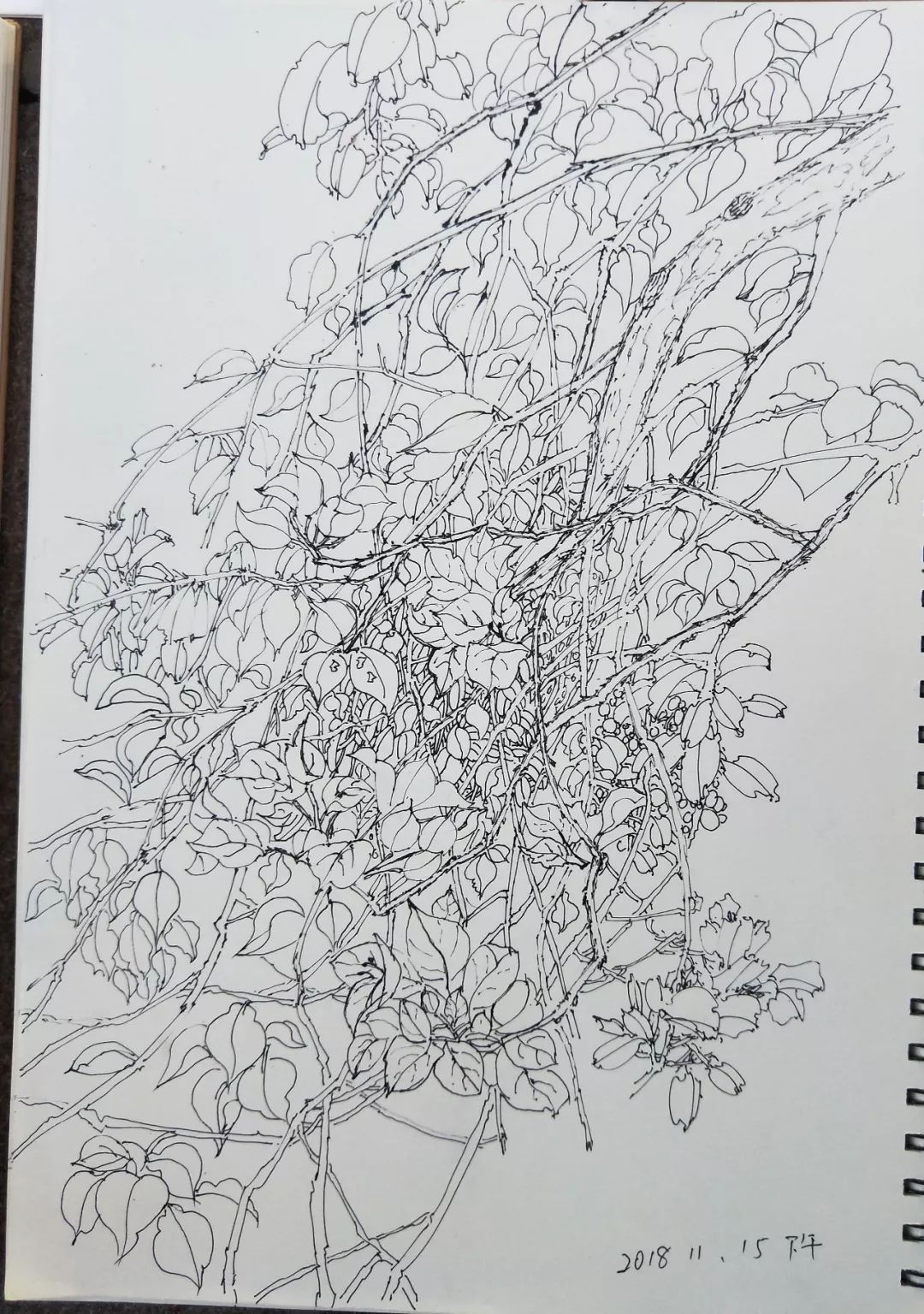 袁金奎老师国画作品欣赏,袁金奎写意花鸟画作品