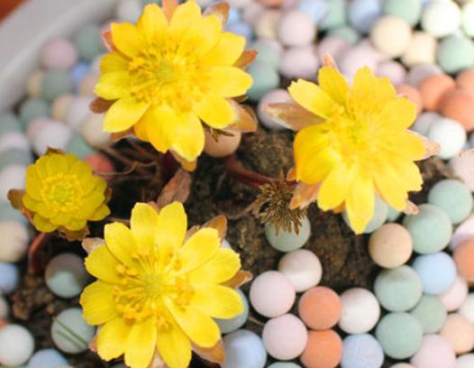 冰凌花带花苞盆栽,冰凌花盆栽种植方法