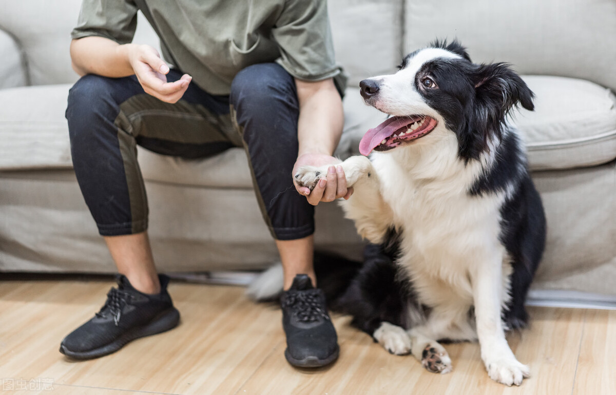 长毛但不掉毛的狗狗,狗狗掉毛精神不振是怎么回事