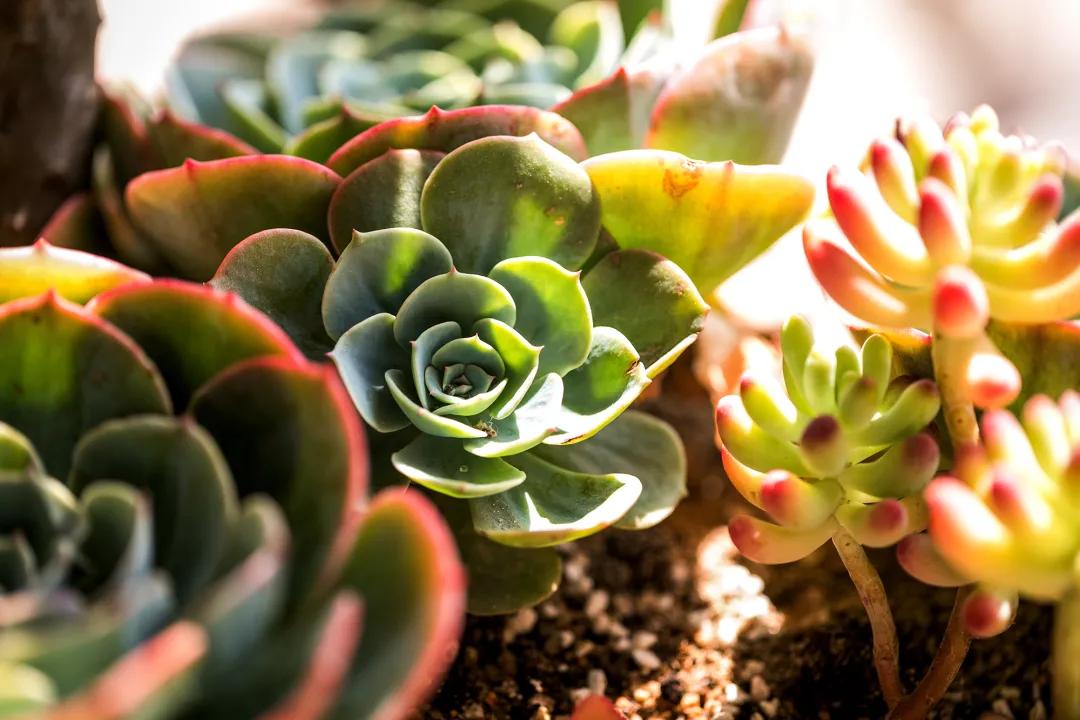 《大佬心魔都是我》《假千金怀孕了》《皇后每天都想被废》