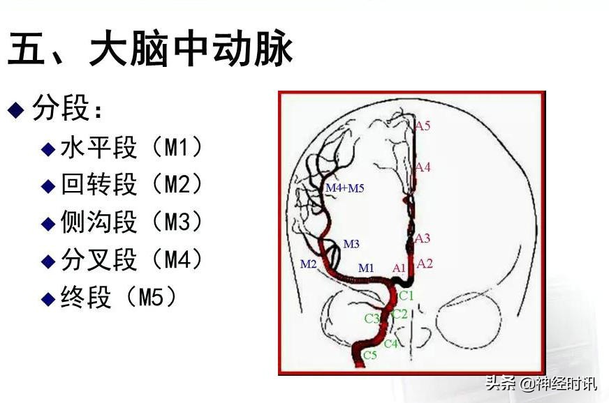 脑动脉解剖学讲解,基底节区脑血管解剖