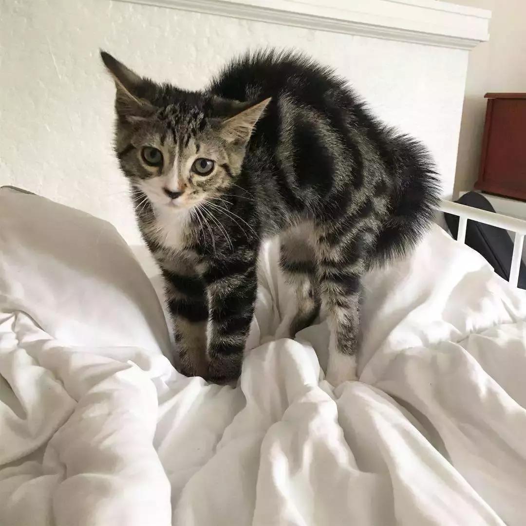 福懋宠物医院深圳,猫咪大块掉毛是猫癣快好了吗