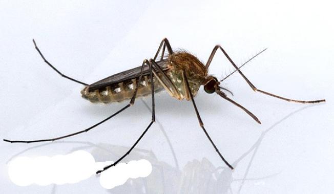 三种常见蚊子咬的包如何快速止痒消除，三种被叮的包要分清楚