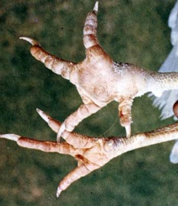 鸡滑膜炎症状及治疗方法,鸡咳嗽湿热不吃料