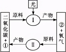 人教版七年级生物植物的呼吸作用,生物光合作用与呼吸作用的综合题