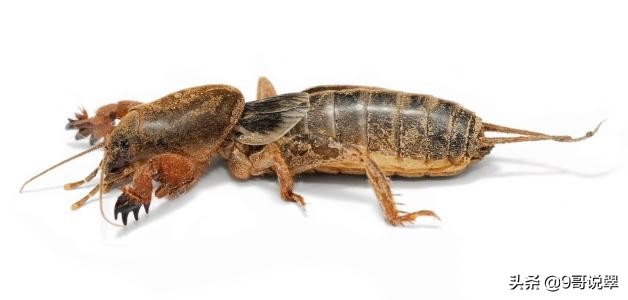 俺们那嘎都是东北银——东北方言