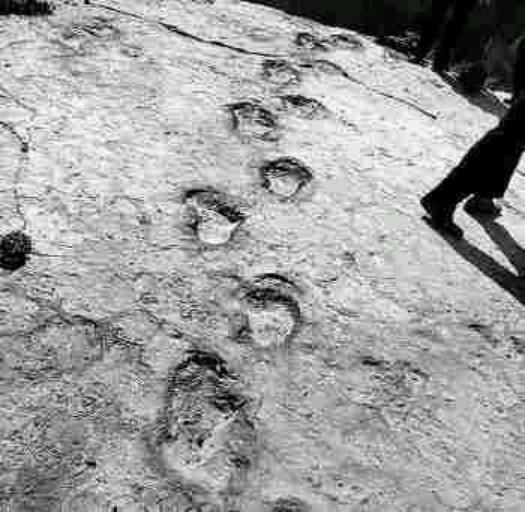 婢冲ぇ鍒╀簹鍙戠幇閲庝汉,婢冲ぇ鍒╀簹澶ц剼閲庝汉