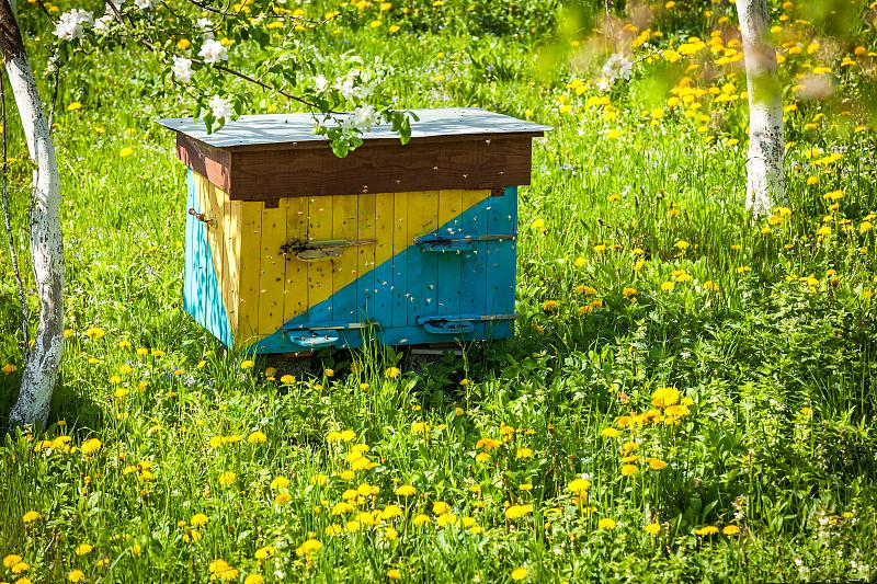 蜜蜂养殖蜂场管理技术,蜜蜂养殖技术中蜂快速繁殖技巧