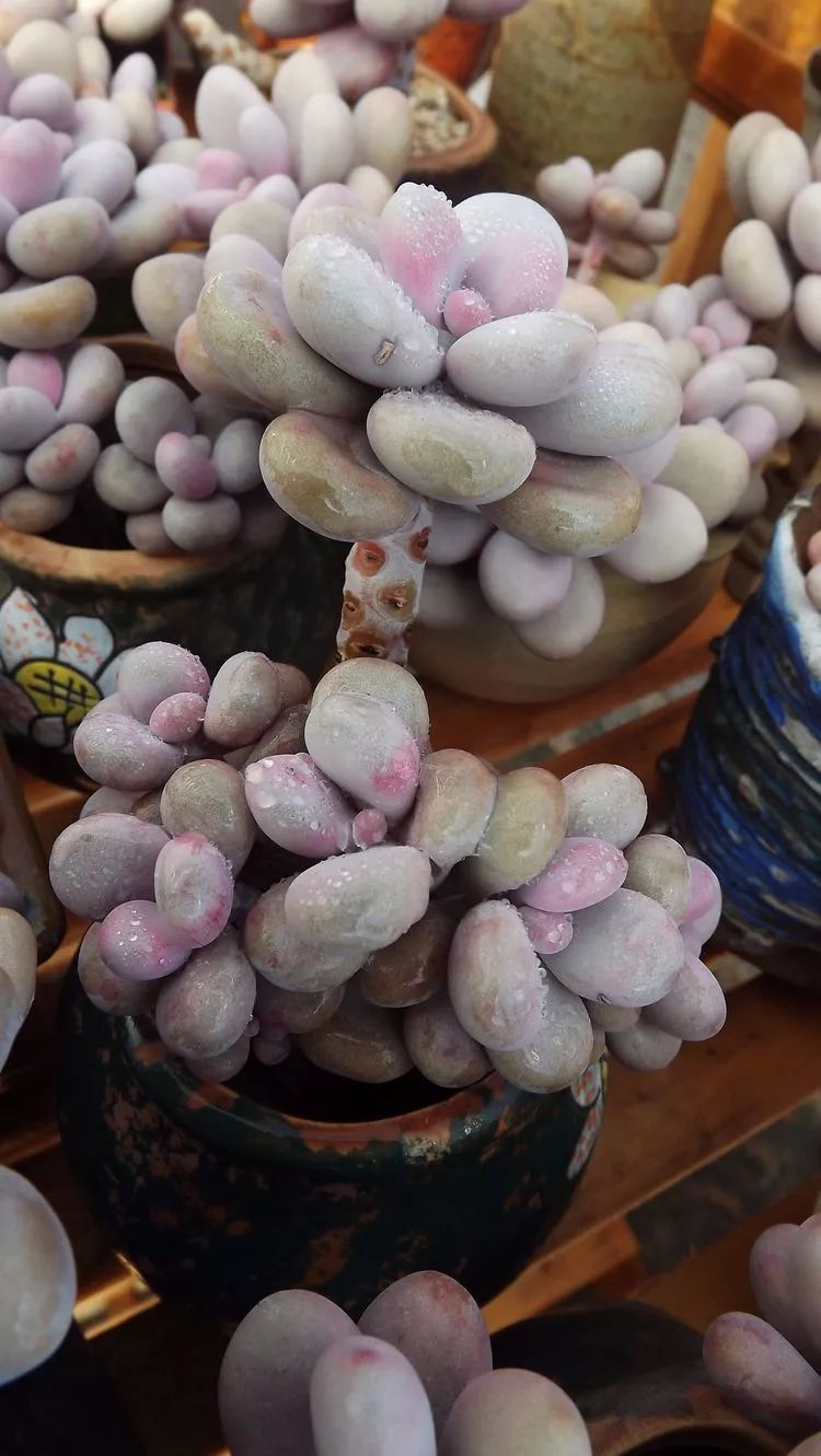 爱机车，爱多肉，宝妈花姐的诗和远方