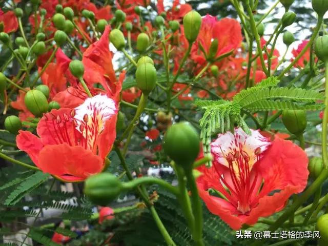 海南最便宜的养老小镇,海南被低估的县