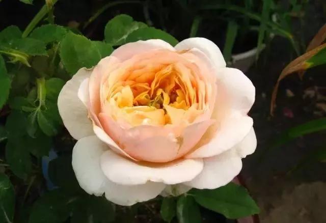 玫瑰有几种品种图片及名称,玫瑰品种分类名称及图片介绍