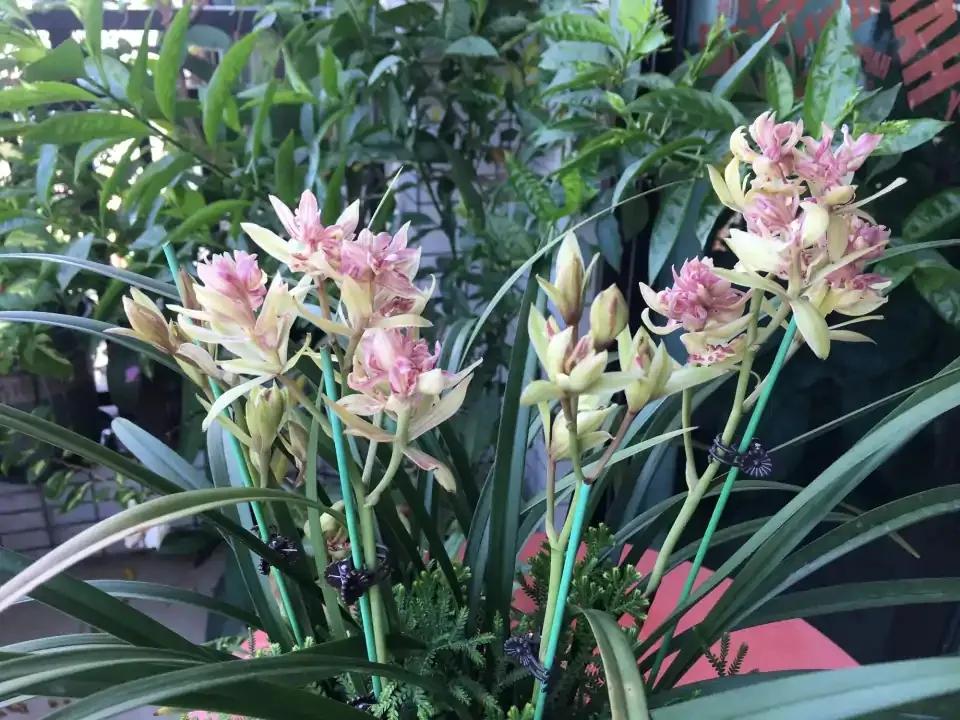 十大值得养的兰花有哪些,适合家庭养的兰花品种大全图