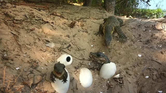 40部宝藏级bbc纪录片,bbc十大必看纪录片