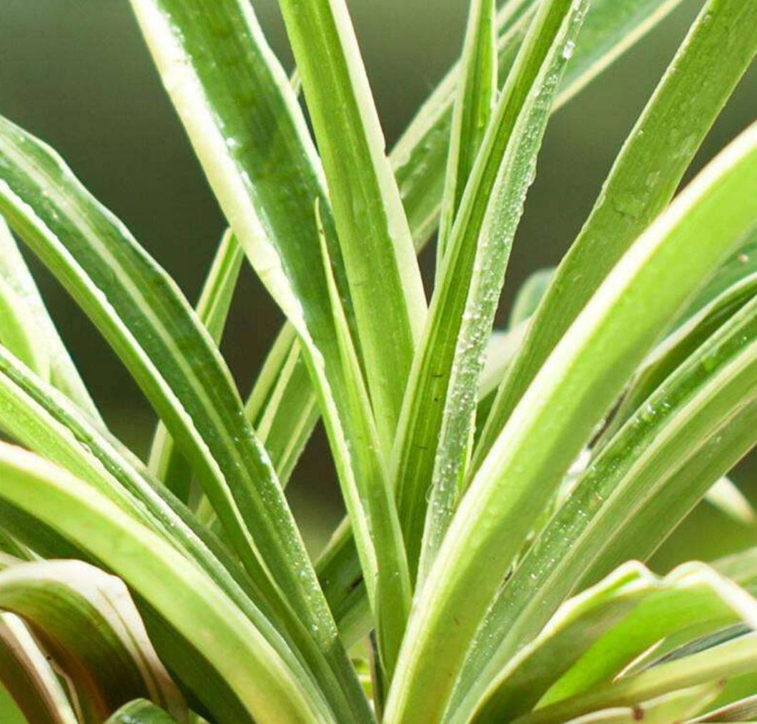 金边吊兰藤条变黄了怎么办,金边吊兰小技巧