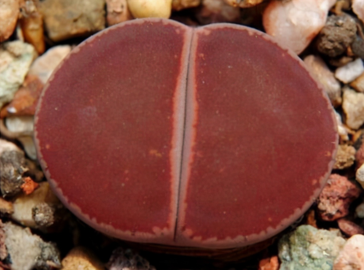 珍品生石花,绿宝石类生石花