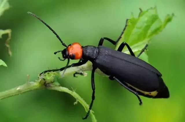 蔬菜害虫防治大全,蔬菜害虫最佳防治方法