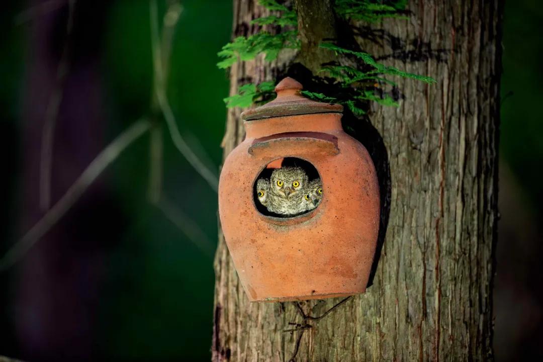 藏羚羊30万一只,藏羚羊30万只了为啥还濒危