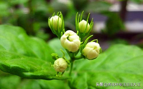 刚买来的茉莉上盆后掉叶咋办,茉莉移盆后叶发黄掉花蕾