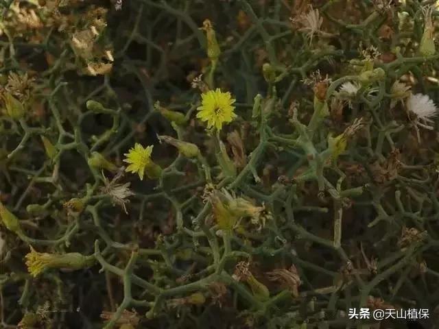 荒漠发现的生物,新疆戈壁滩常见低矮植物